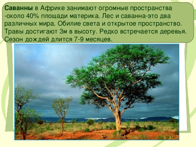 Саванны в Африке занимают огромные пространства -около 40% площади материка. Лес и саванна-это два различных мира. Обилие света и открытое пространство. Травы достигают 3м в высоту. Редко встречается деревья. Сезон дождей длится 7-9 месяцев. 