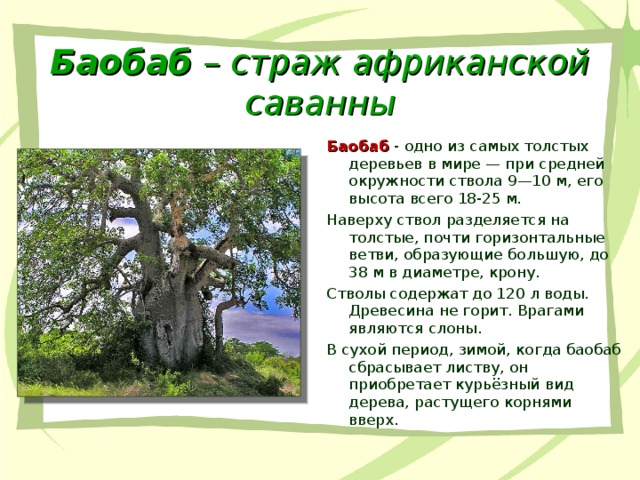 Воспользуйтесь текстом живет на свете баобаб ответы. Баобаб дерево высота. Необычные деревья баобаб. Баобаб дерево описание.