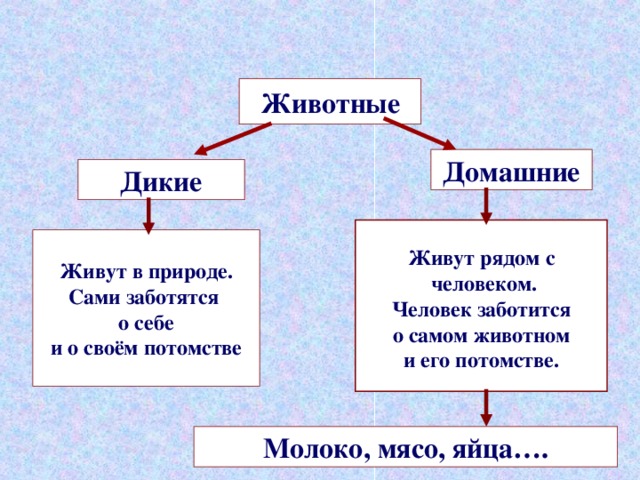 Животные Домашние Дикие  Живут рядом с  человеком. Человек заботится о самом животном и его потомстве.  Живут в природе. Сами заботятся о себе и о своём потомстве Молоко, мясо, яйца…. 