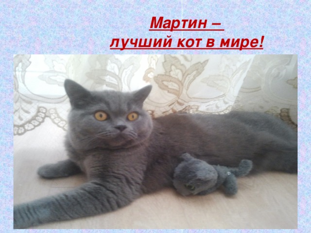 Мартин –  лучший кот в мире! 