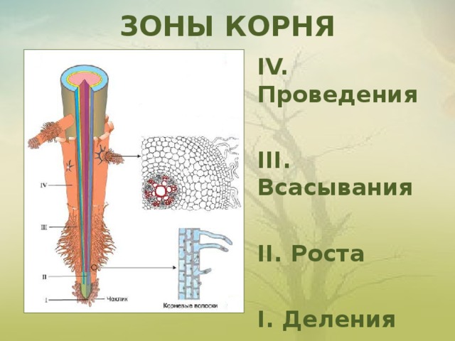 Зоны корня картинка