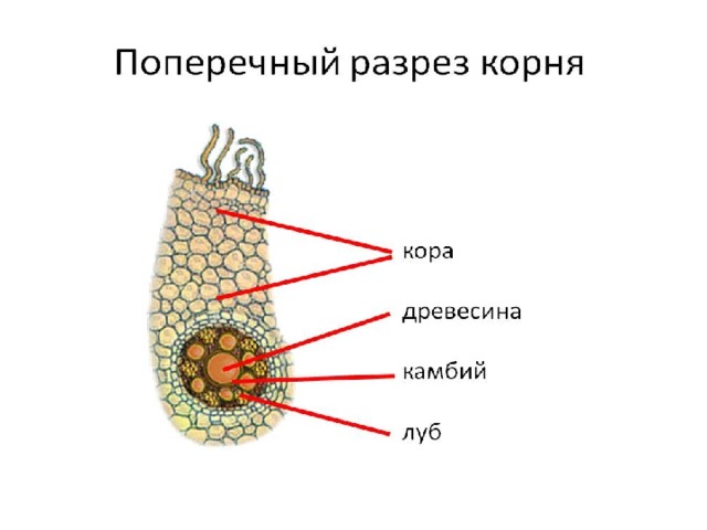 Зоны корня картинка