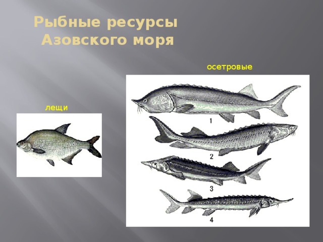 Какое животное ориентируется в азовском море. Биологические ресурсы Азовского моря. Биоресурсы белого и Азовского моря. Рыбные ресурсы Азовского моря. Биологические ресурсы Азовского моря моря.