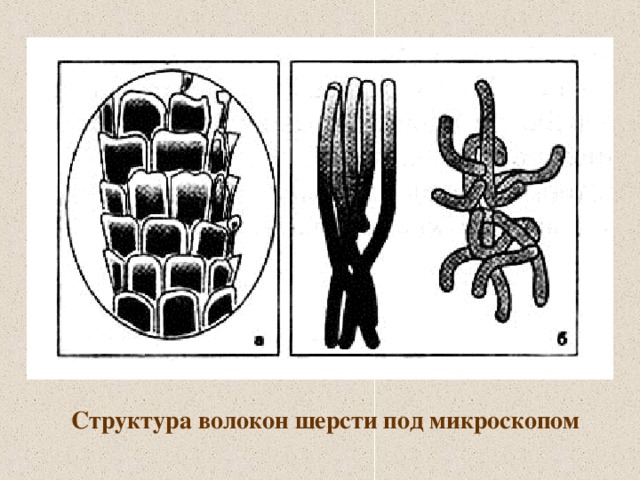 Структура волокон шерсти под микроскопом 