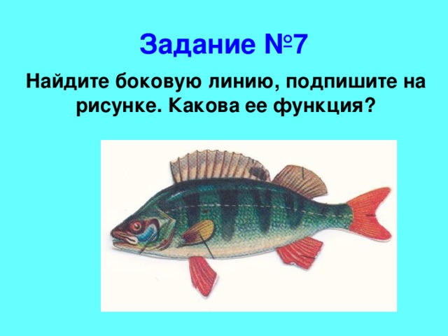 Функция органа боковой линии рыб. Средняя линия у рыб. Боковая линия у рыб. Боковая линия орган чувств у рыб. Боковая линия функции.