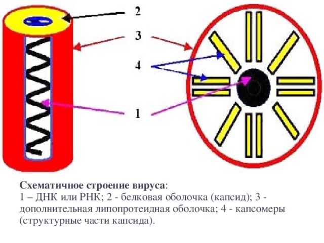 Схематичное строение вируса :  1 – ДНК или РНК; 2 - белковая оболочка (капсид); 3 - дополнительная липопротеидная оболочка; 4 - капсомеры (структурные части капсида).   