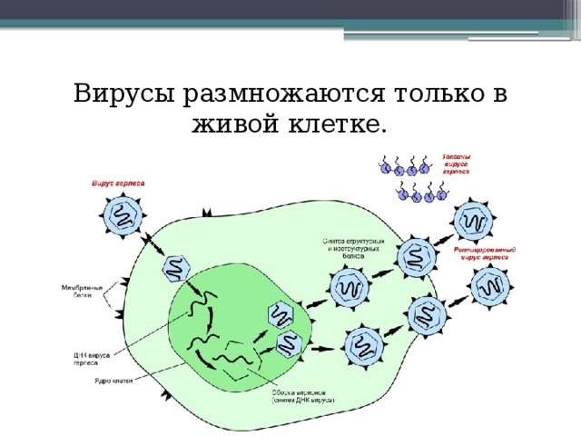 Вирусы размножаются только в живой клетке. 