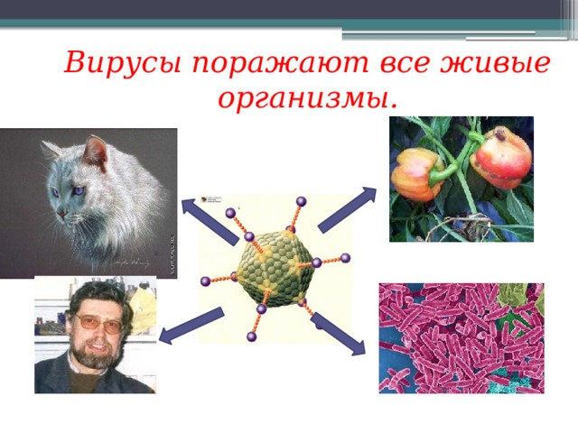 Вирусы живые или неживые