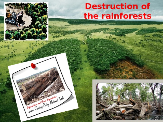 Destruction of the rainforests 