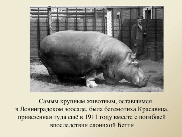 Презентация ленинградский зоопарк