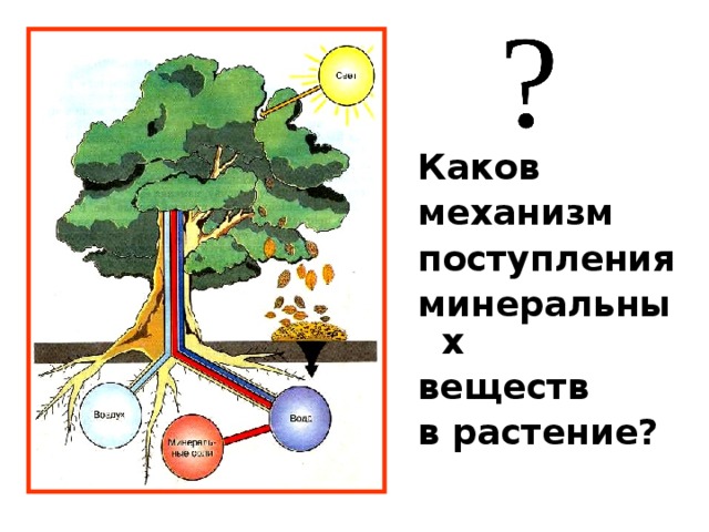 Минеральные и органические вещества растений