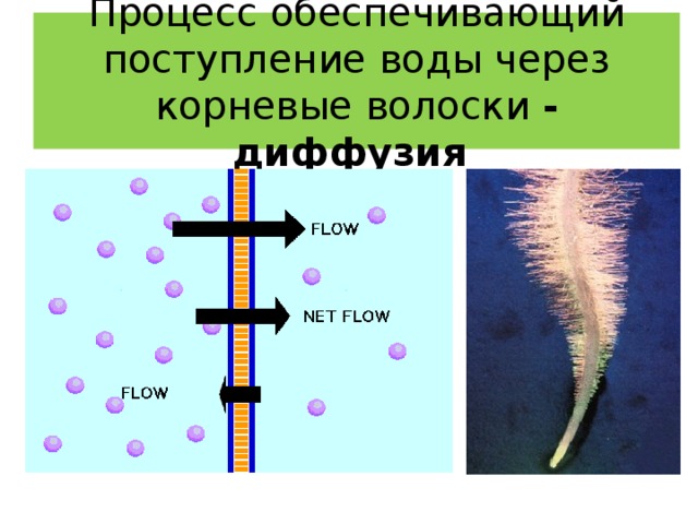 Какого значение корневых волосков