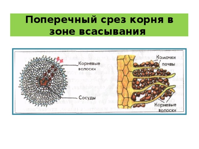 Каким номером на рисунке обозначена растительная ткань обеспечивающая всасывание воды