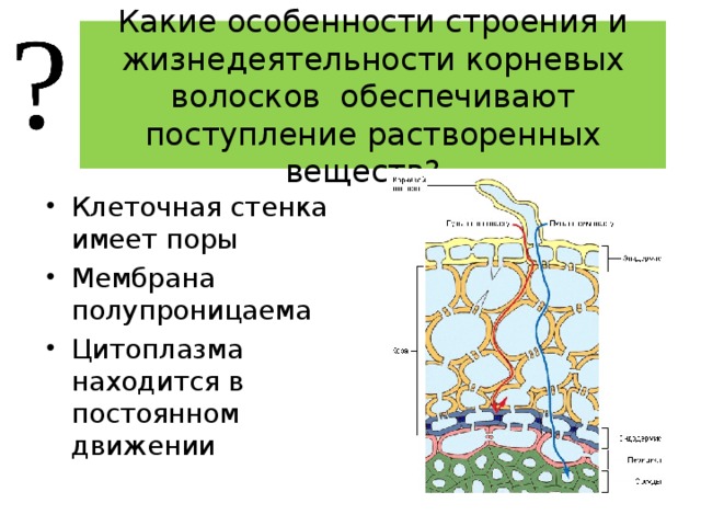 Компоненты клеточной стенки