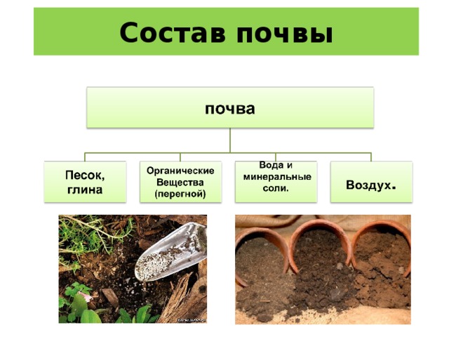 Органические свойства почвы. Состав почвы. Состав почвы схема. Почва состоит. Почва состав почвы.