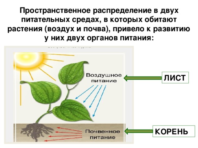 Во время фотосинтеза растения поглощают воду