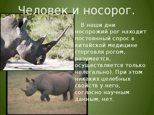 Картина носорог - купить по низкой цене на Яндекс Маркете - страница 8