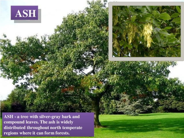  ASH ASH - a tree with silver-gray bark and compound leaves. The ash is widely distributed throughout north temperate regions where it can form forests. 