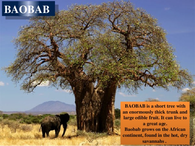 BAOBAB  BAOBAB is a short tree with an enormously thick trunk and large edible fruit. It can live to a great age. Baobab grows on the African continent, found in the hot, dry savannahs . 