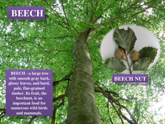  BEECH  BEECH - a large tree with smooth gray bark, glossy leaves, and hard, pale, fine-grained timber. Its fruit, the beechnut, is an important food for numerous wild birds and mammals. BEECH NUT 