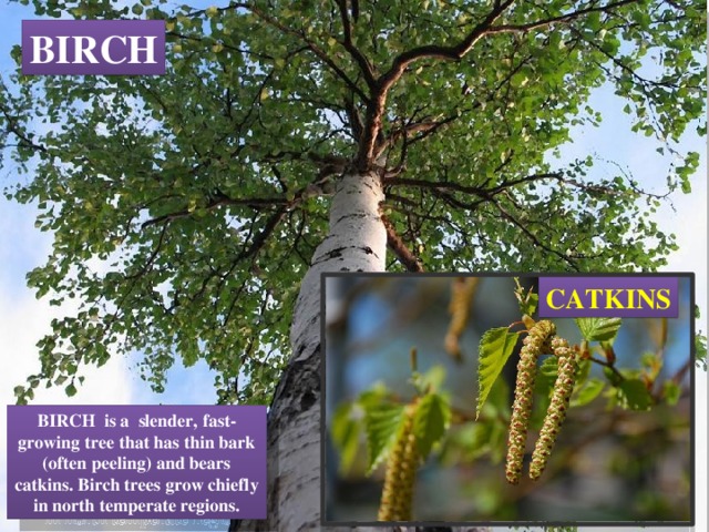 BIRCH CATKINS BIRCH is a slender, fast-growing tree that has thin bark (often peeling) and bears catkins. Birch trees grow chiefly in north temperate regions. 