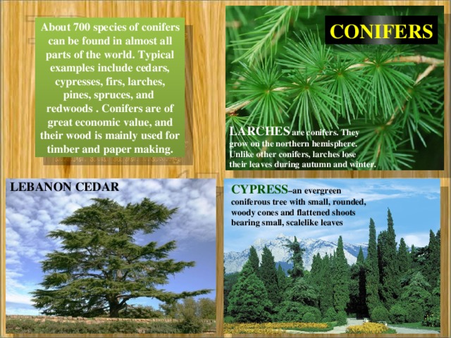 CONIFERS About 700 species of conifers can be found in almost all parts of the world. Typical examples include cedars, cypresses, firs, larches, pines, spruces, and redwoods . Conifers are of great economic value, and their wood is mainly used for timber and paper making. LARCHES are conifers. They grow on the northern hemisphere. Unlike other conifers, larches lose their leaves during autumn and winter. LEBANON CEDAR CYPRESS –an evergreen coniferous tree with small, rounded, woody cones and flattened shoots bearing small, scalelike leaves 