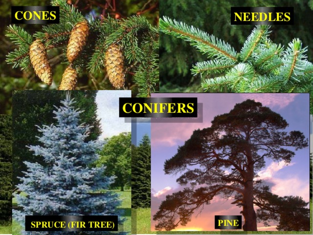 CONES NEEDLES CONIFERS  SPRUCE (FIR TREE) PINE 