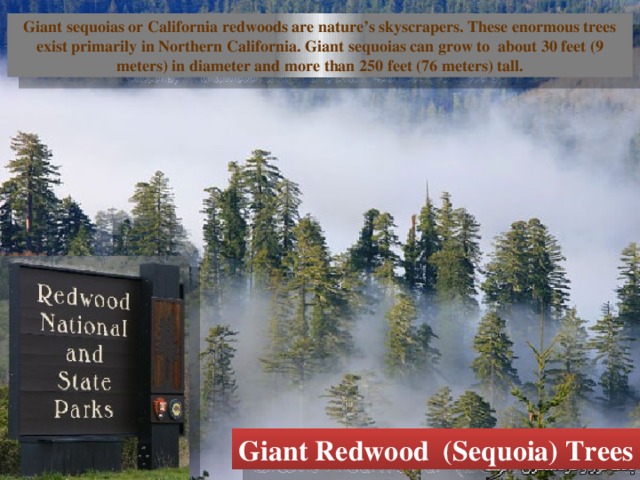 Giant sequoias or California redwoods are nature’s skyscrapers. These enormous trees exist primarily in Northern California. Giant sequoias can grow to about 30 feet (9 meters) in diameter and more than 250 feet (76 meters) tall. Giant Redwood (Sequoia) Trees 