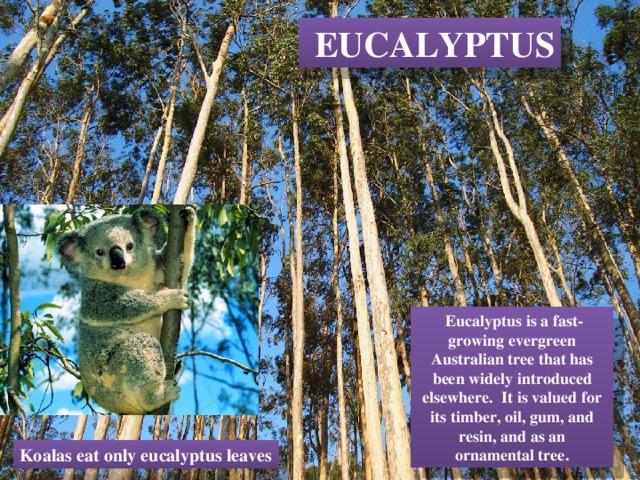  EUCALYPTUS  Eucalyptus is a fast-growing evergreen Australian tree that has been widely introduced elsewhere. It is valued for its timber, oil, gum, and resin, and as an ornamental tree. Koalas eat only eucalyptus leaves 