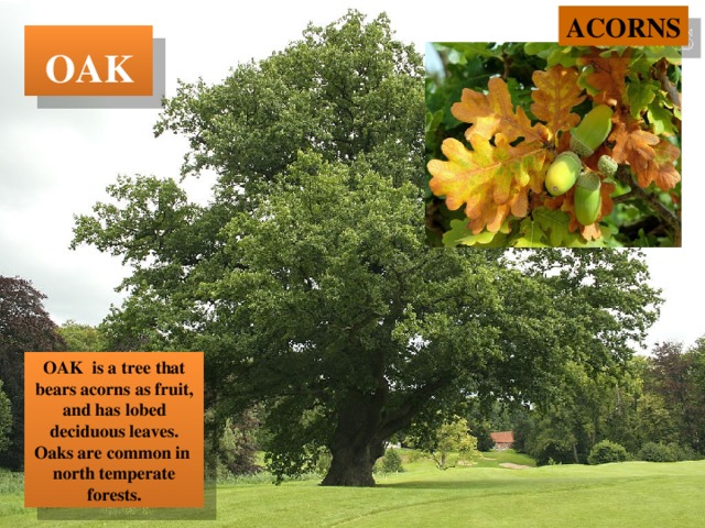 ACORNS  OAK OAK is a tree that bears acorns as fruit, and has lobed deciduous leaves. Oaks are common in north temperate forests. 