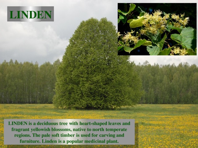 LINDEN LINDEN is a deciduous tree with heart-shaped leaves and fragrant yellowish blossoms, native to north temperate regions. The pale soft timber is used for carving and furniture. Linden is a popular medicinal plant. 