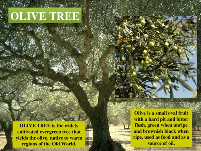 OLIVE TREE Olive is a small oval fruit with a hard pit and bitter flesh, green when unripe and brownish black when ripe, used as food and as a source of oil. OLIVE TREE is the widely cultivated evergreen tree that yields the olive, native to warm regions of the Old World. 