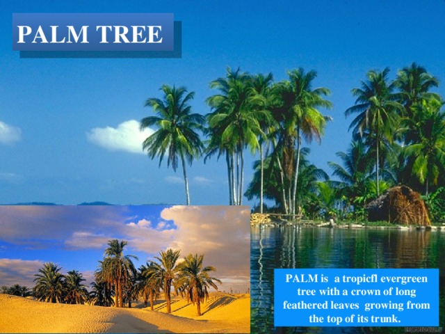 PALM  TREE PALM is a tropicfl evergreen tree with a crown of long feathered leaves growing from the top of its trunk. 