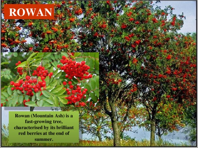  ROWAN Rowan (Mountain Ash) is a fast-growing tree, characterised by its brilliant red berries at the end of summer. 