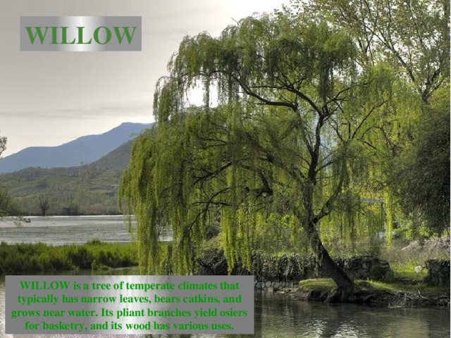WILLOW WILLOW is a tree of temperate climates that typically has narrow leaves, bears catkins, and grows near water. Its pliant branches yield osiers for basketry, and its wood has various uses.  