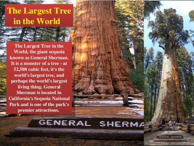 The Largest Tree  in the World The Largest Tree in the World, the giant sequoia known as General Sherman. It is a monster of a tree - at 52,508 cubic feet, it's the world's largest tree, and perhaps the world's largest living thing. General Sherman is located in California's Sequoia National Park and is one of the park's premier attractions. 