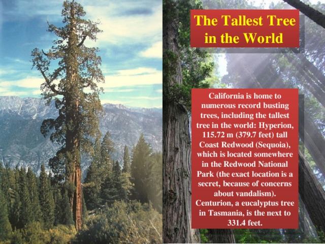 The Tallest Tree  in the World California is home to numerous record busting trees, including the tallest tree in the world: Hyperion, 115.72 m (379.7 feet) tall Coast Redwood (Sequoia), which is located somewhere in the Redwood National Park (the exact location is a secret, because of concerns about vandalism). Centurion, a eucalyptus tree in Tasmania, is the next to 331.4 feet. 