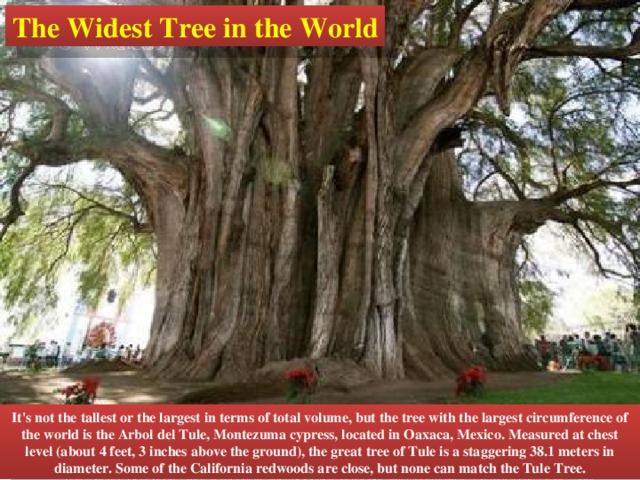 The Widest Tree in the World It's not the tallest or the largest in terms of total volume, but the tree with the largest circumference of the world is the Arbol del Tule, Montezuma cypress, located in Oaxaca, Mexico. Measured at chest level (about 4 feet, 3 inches above the ground), the great tree of Tule is a staggering 38.1 meters in diameter. Some of the California redwoods are close, but none can match the Tule Tree. 