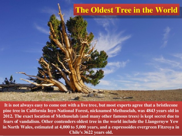 The Oldest Tree in the World It is not always easy to come out with a live tree, but most experts agree that a bristlecone pine tree in California Inyo National Forest, nicknamed Methuselah, was 4843 years old in 2012. The exact location of Methuselah (and many other famous trees) is kept secret due to fears of vandalism. Other contenders oldest tree in the world include the Llangernyw Yew in North Wales, estimated at 4,000 to 5,000 years, and a cupressoides evergreen Fitzroya in Chile's 3622 years old. 