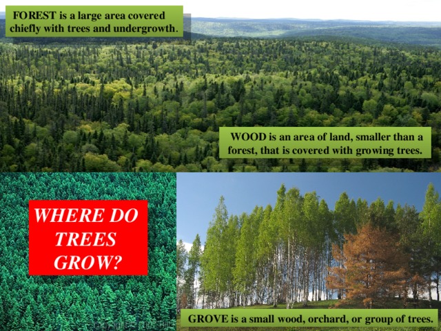  FOREST is a large area covered chiefly with trees and undergrowth .  WOOD is an area of land, smaller than a forest, that is covered with growing trees. WHERE DO TREES GROW?  GROVE is a small wood, orchard, or group of trees. 