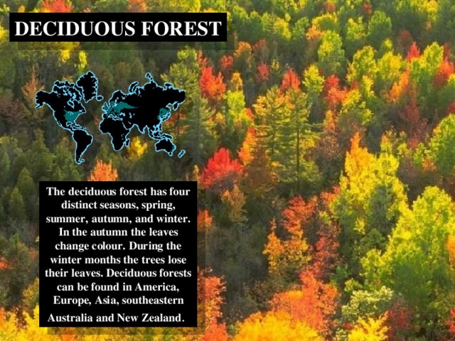 DECIDUOUS FOREST The deciduous forest has four distinct seasons, spring, summer, autumn, and winter. In the autumn the leaves change colour. During the winter months the trees lose their leaves. Deciduous forests can be found in America, Europe, Asia, southeastern Australia and New Zealand . 