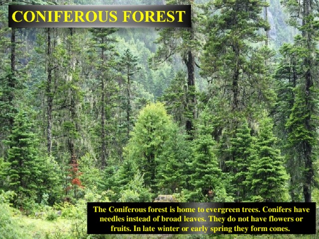 The Coniferous forest is home to evergreen trees. Conifers have needles instead of broad leaves. They do not have flowers or fruits. In late winter or early spring they form cones. 