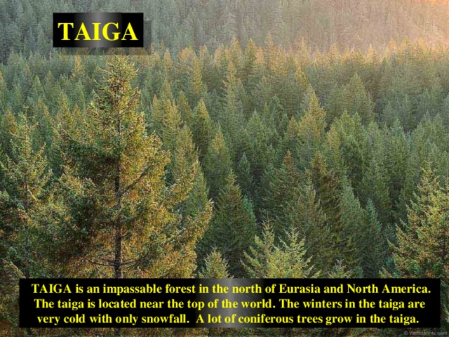 TAIGA  TAIGA is an impassable forest in the north of Eurasia and North America. The taiga is located near the top of the world. The winters in the taiga are very cold with only snowfall. A lot of coniferous trees grow in the taiga. 