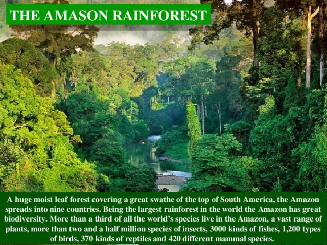 THE AMASON RAINFOREST A huge moist leaf forest covering a great swathe of the top of South America, the Amazon spreads into nine countries. Being the largest rainforest in the world the Amazon has great biodiversity. More than a third of all the world’s species live in the Amazon, a vast range of plants, more than two and a half million species of insects, 3000 kinds of fishes, 1,200 types of birds, 370 kinds of reptiles and 420 different mammal species. 