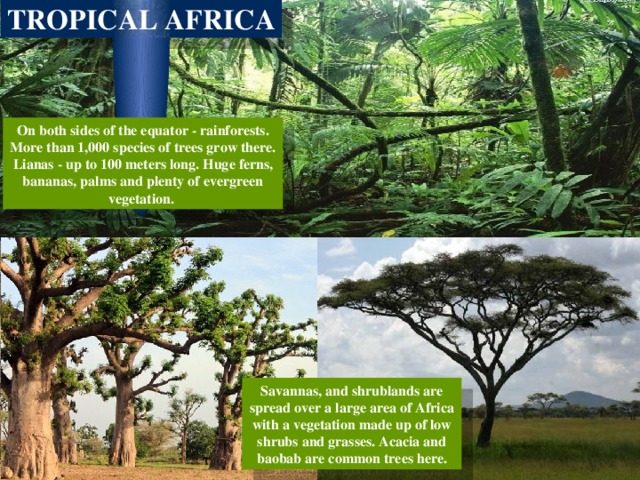 TROPICAL AFRICA On both sides of the equator - rainforests. More than 1,000 species of trees grow there. Lianas - up to 100 meters long. Huge ferns, bananas, palms and plenty of evergreen vegetation. Savannas, and shrublands are spread over a large area of Africa with a vegetation made up of low shrubs and grasses. Acacia and baobab are common trees here. 
