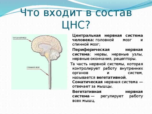Функции головного мозга в нервной системе. Состав центральной нервной системы человека. Центральная нервная система какие структуры. Из чего состоит Центральная нервная система. ЦНС человека состоит из.