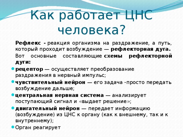 Как работает ЦНС человека?   Рефлекс -  реакция организма на раздражение, а путь, который проходит возбуждение —  рефлекторная дуга.   Вот основные составляющие  схемы рефлекторной дуги: рецептор  — осуществляет преобразование раздражения в нервный импульс; чувствительный нейрон  — его задача -просто передать возбуждение дальше; центральная нервная система  — анализирует поступающий сигнал и «выдает решение»; двигательный нейрон  — передает информацию (возбуждение) из ЦНС к органу (как к внешнему, так и к внутреннему); Орган реагирует 