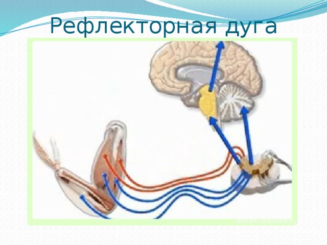 Рефлекторная дуга 