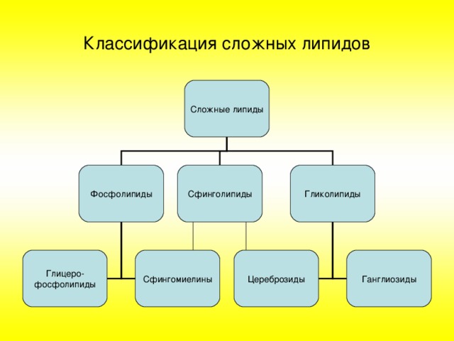 Классификация сложных липидов Сложные липиды Фосфолипиды Сфинголипиды Гликолипиды Глицеро- фосфолипиды Цереброзиды Ганглиозиды Сфингомиелины 