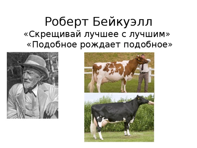 Роберт Бейкуэлл  «Скрещивай лучшее с лучшим»  «Подобное рождает подобное» 